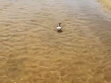 这小猫咪今天学会游泳了