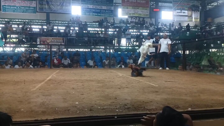 doble champion San Roque cockpit Bulacan using white zanino croses#zanino white