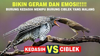 TAK TERDUGA! BEGINI CARA BURUNG KEDASIH MENSABOTASE SARANG CIBLEK!