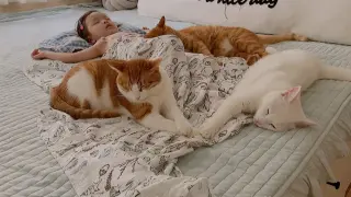 Little Princess And The Seven Kittens
