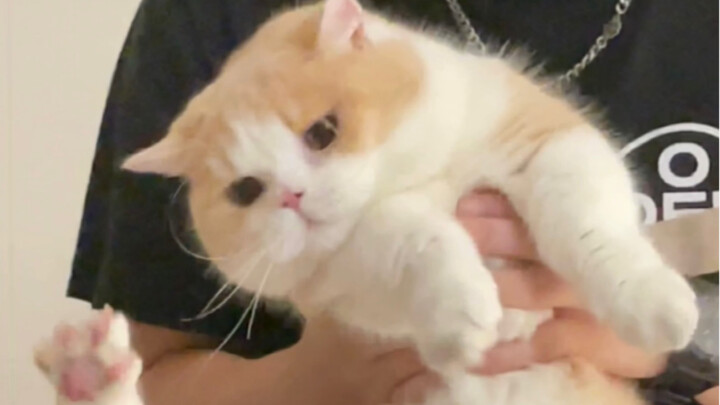 Tình cha như núi, trượt đất.