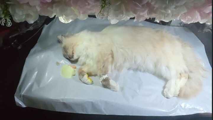 พิธีศพของฮา จี มี😢
