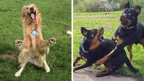 Funniest Dogs And Cats Ever 🐧 - Best Funny Animal Videos Of The 2021 - Bilibili Funniest Dogs And Cats Ever 🐧 - Best Funny Animal Videos Of The 2021 - Bilibili