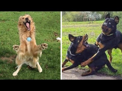 Funniest Dogs And Cats Ever 🐧 - Best Funny Animal Videos Of The 2022 - Bilibili Funniest Dogs And Cats Ever 🐧 - Best Funny Animal Videos Of The 2022 - Bilibili