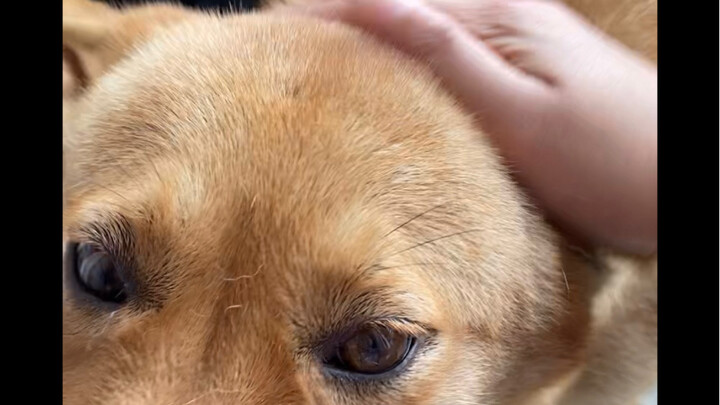 Anjing itu sedang kecanduan sentuhan, mau terus mengelusnya sampai dia puas