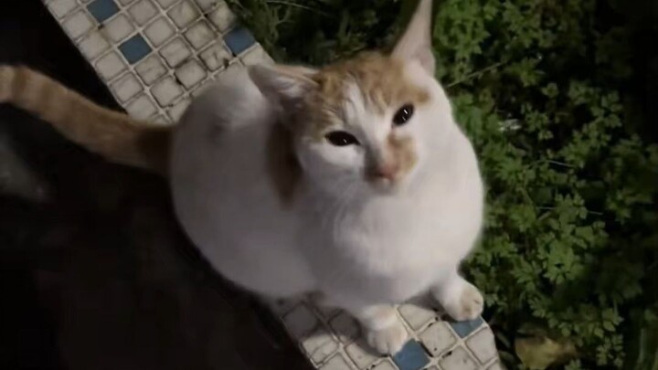 Out cat‑stroking, I ran into an extremely clingy kitten—never-ending, huh?
