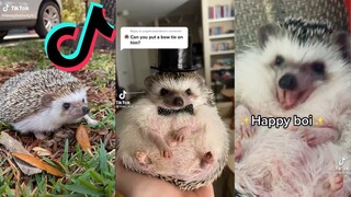 TikToks that have quills - Hedgehog Side of Tiktok #2