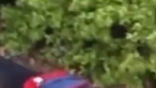 Anjing besar itu menjemput tuan kecilnya dari sekolah, menunggu di pinggir jalan lebih awal, membawa