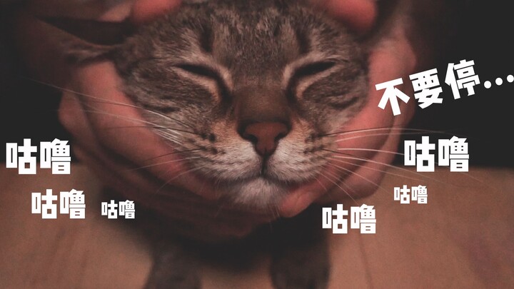 【CZ Mianyin】Suara Surround Memangku Kucing, Kucing Menjilat Telinga (Tanpa Suara Manusia)