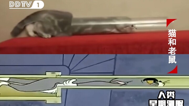 证明猫和老鼠是一部纪录片的珍贵影像