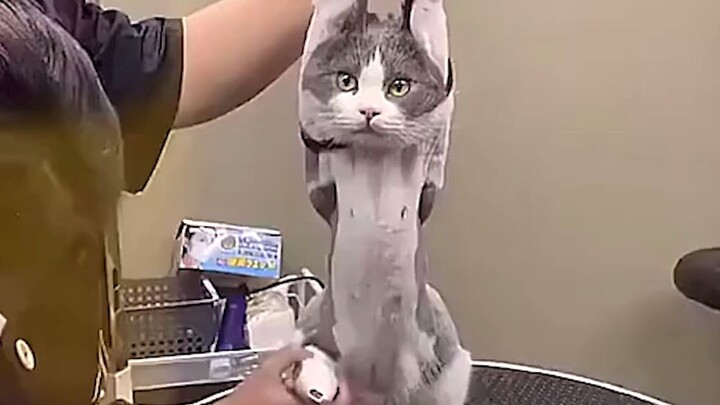 Cat life is complete!