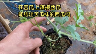 在苦瓜上嫁接西瓜，会结出来苦瓜味的西瓜吗？记录嫁接到结果收获的全过程。
