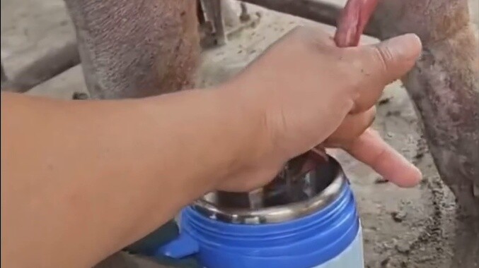 fresh pig milk