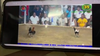 MCA fiesta 3wins.     lose