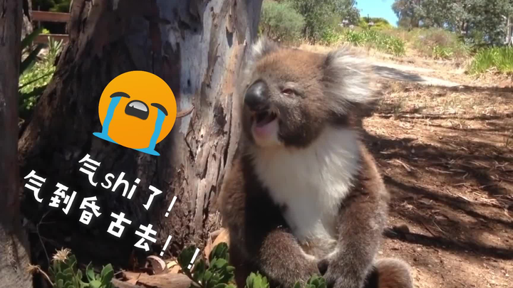 抢树失败！考拉哭得像个小宝宝...是心碎的滋味