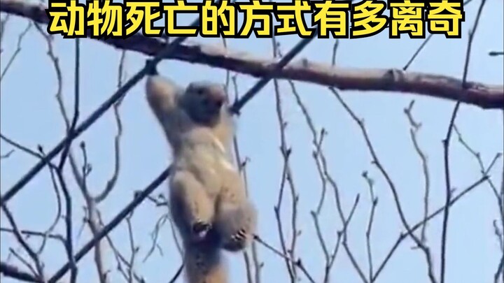 Giám định cái chết kỳ lạ của động vật 77