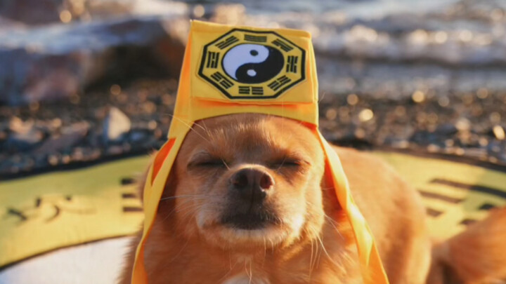 When Dogs Start Believing in Feng Shui