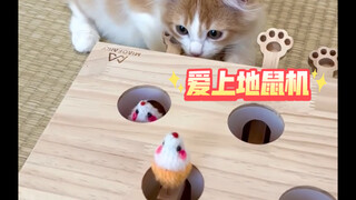 When Cats Learn to Use Game Consoles