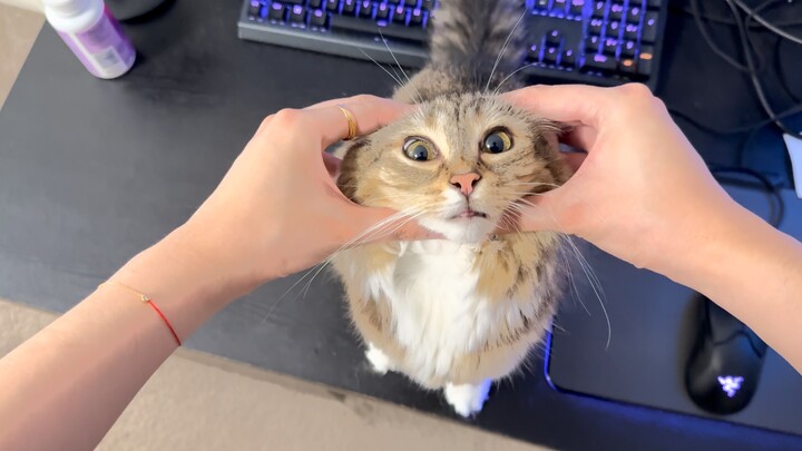 The kitten that’s not allowed to play on the computer