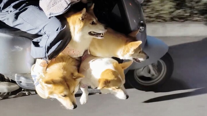 พวกมันถึงกับมีรูปแบบการจัดทัพที่แน่นอน