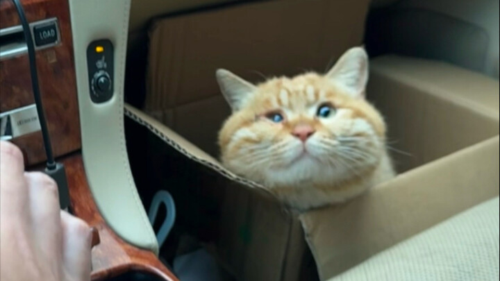Here comes a tan kitten...