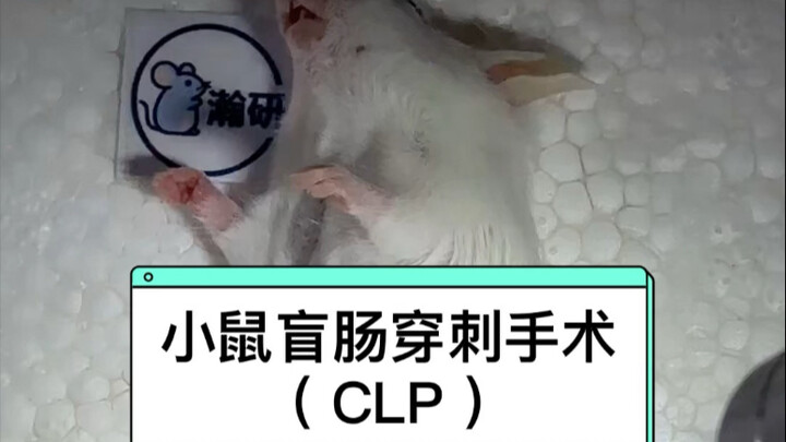 การผ่าตัดเจาะไส้ติ่งน้อยของหนู (CLP) ภาวะพิษเหตุติดเชื้อ