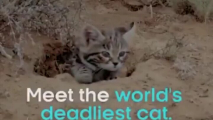 แมวป่าที่มีอัตราความสำเร็จในการล่าสูงที่สุด ใบหน้าเต็มไปด้วยความโหดร้าย