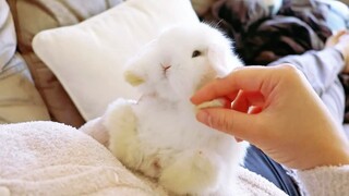 Baby Bunny: ให้ความเคารพ ฉันเป็นกระต่ายที่คุณสามารถ*ได้ถ้าคุณต้องการหรือเปล่า?