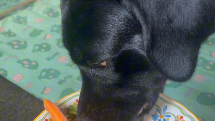 Another food item I won’t eat unlocked #PoorDogOwner #LabraPig #LabradorJerry #BlackLabrador