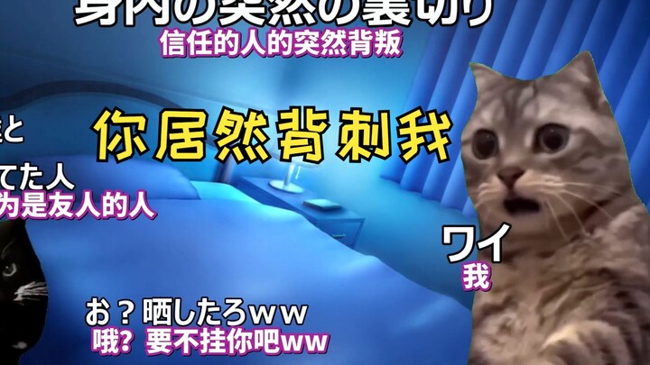 [Subtitled] Daily Life of an Extremist Idol Otaku | Cat Meme