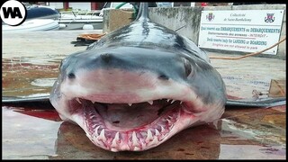 You Won't Believe What Happened to a Shark That DROWNED TOO DEEP