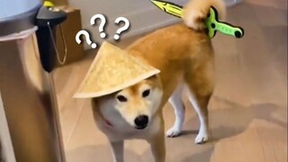 The Most Confusing Animal Behavior Awards❽❽