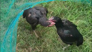 Deceased Hens.