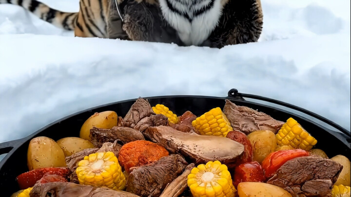 You’re stranded in an icy ❄️ wasteland. Which food‑compression sphere will you choose?