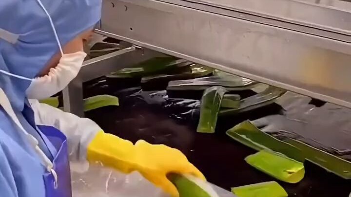 Quy trình chiết xuất lô hội, mượt mà quá đi mất!