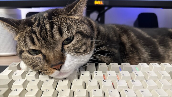 How to keep my cat from sleeping on my keyboard