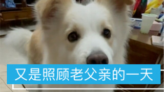 After getting a Border Collie, people tend to become lazier and lazier.