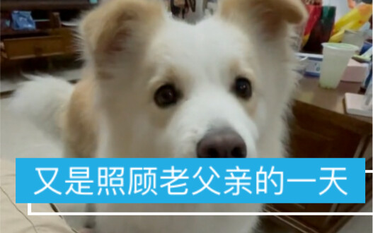 After getting a Border Collie, people tend to become lazier and lazier.