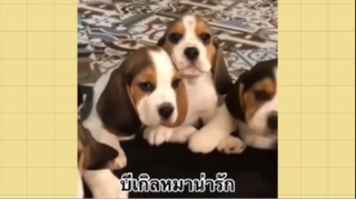 เพื่อนตัวน้อย สัตว์เลี้ยงแสนซน : บีเกิลหมาน่ารัก