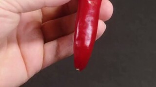 一颗辣椒158天的生长记录延时摄影