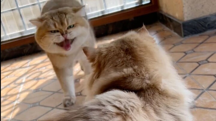 New and veteran stud cats meet at the cattery, and the scene quickly descends into chaos.