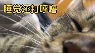 第一视角：当小猫咪躺在你怀里，和你一起睡觉