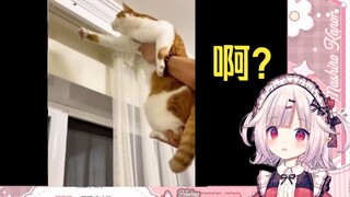 日本萝莉看《猫不白养 有事真上啊》看懵了