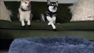 Can’t tell if they’re upset or happy they get the couch 😂 funny cutedogs kleekai