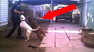 UNBELIEVABLE POLICE VS ANIMAL MOMENTS