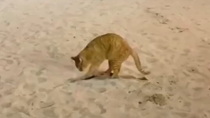 Kitten: Randomly pick a lucky one to use cat poop to pile sand.