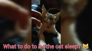 What to do to let the Cat Sleep?