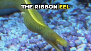 Ribbon Eel: The Color-Changing Ribbons of the Reef