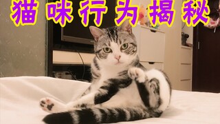 【猫咪自嗨行为揭秘】猫咪深夜跑酷，居然是在……丨美短×狸花