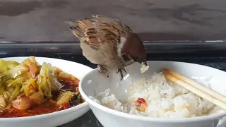 [Animals] A Sparrow Flew To My Meal And Started Its Feast